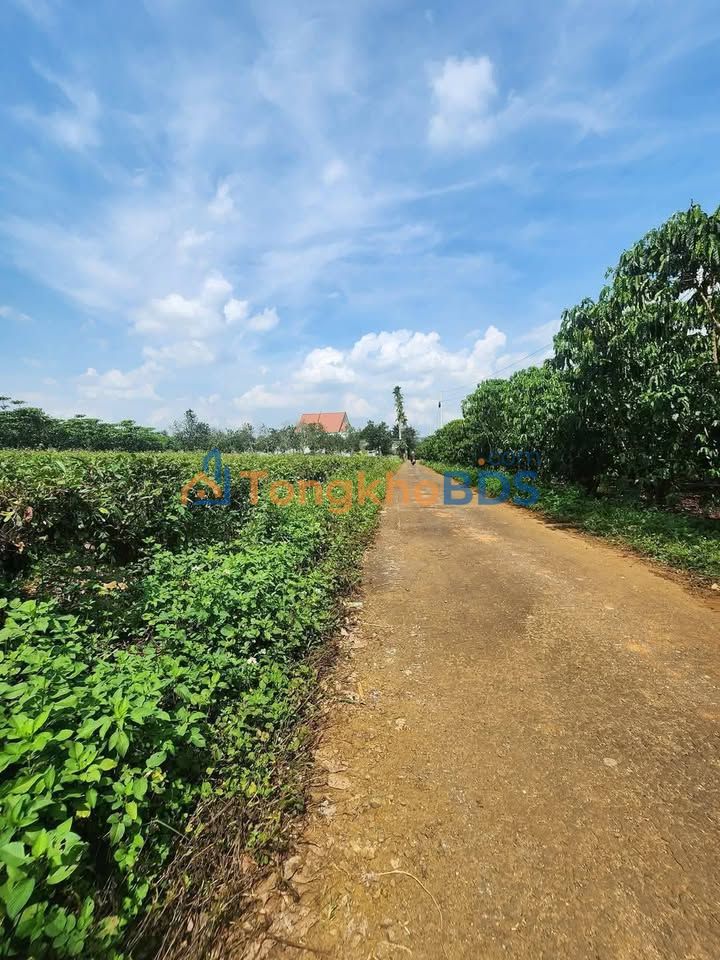 Đất nền Hẻm Lạc Long Quân 1.162m² Lộc Thắng - Giá tốt hiếm có