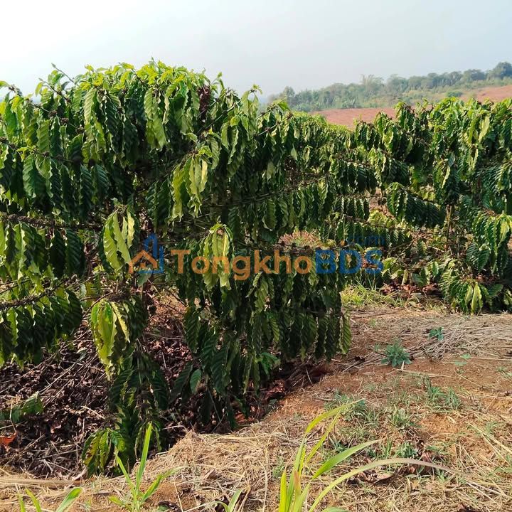 Farm Quảng Tín Đắk R’Lấp 4ha giá 8 tỷ - Sổ đỏ chính chủ, đường bê tông vào tận rẫy