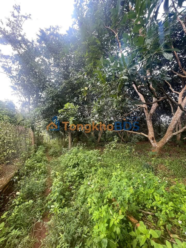 Đất nền xã Cuor Đăng 1950m² giá 1.45 tỷ - Đường to ô tô