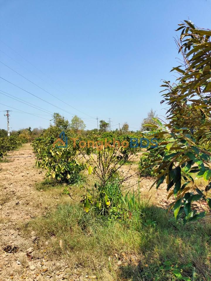 Đất nền xã Ea Nuôi Buôn Đôn 13.000m²/6.5 tỷ - Sổ đỏ chính chủ