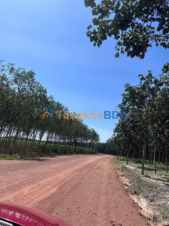 Đất trang trại Minh Thạnh 4,8ha 28.8 tỷ - Đầu tư dài hạn