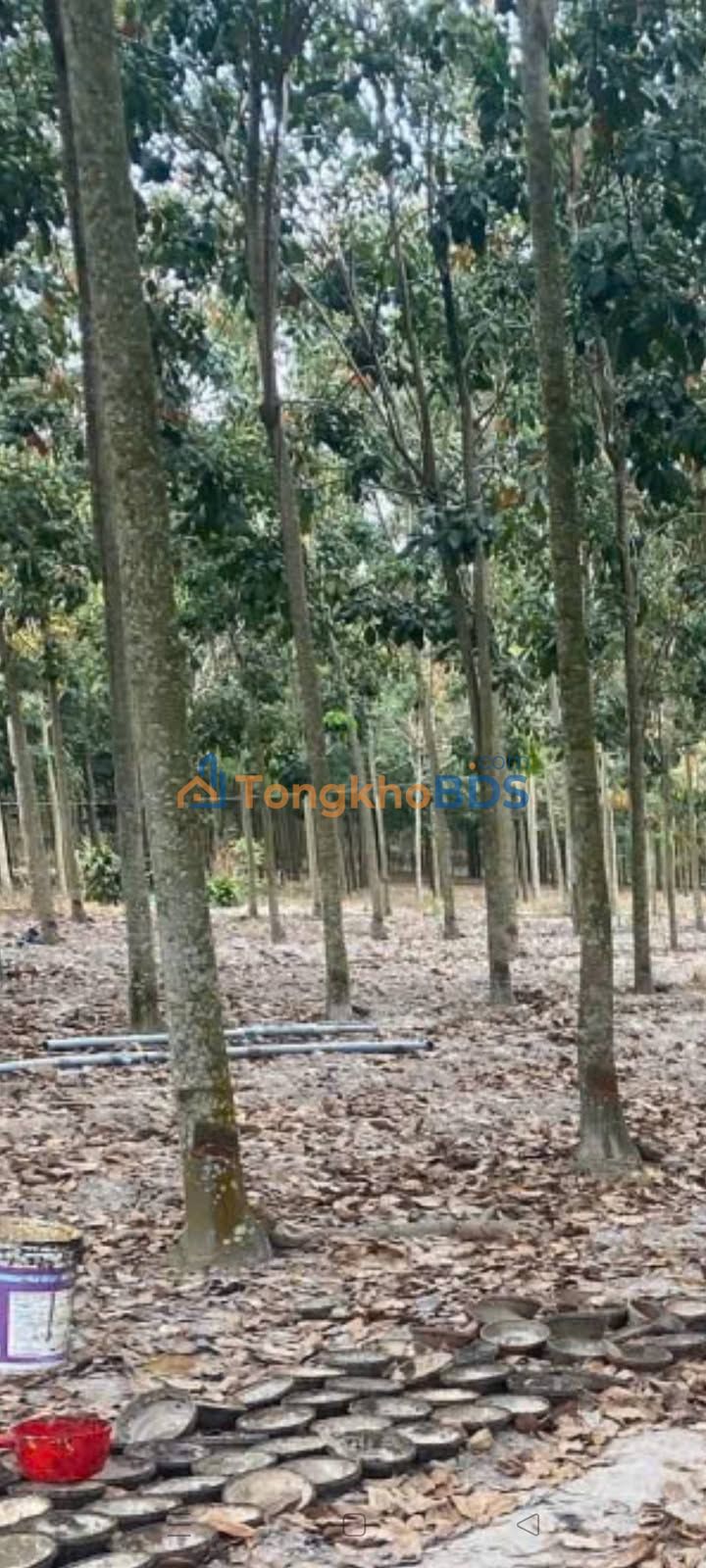 Đất nền Suối Ngô Tân Châu 8.000m² 1,55 tỷ - Sổ đỏ chính chủ