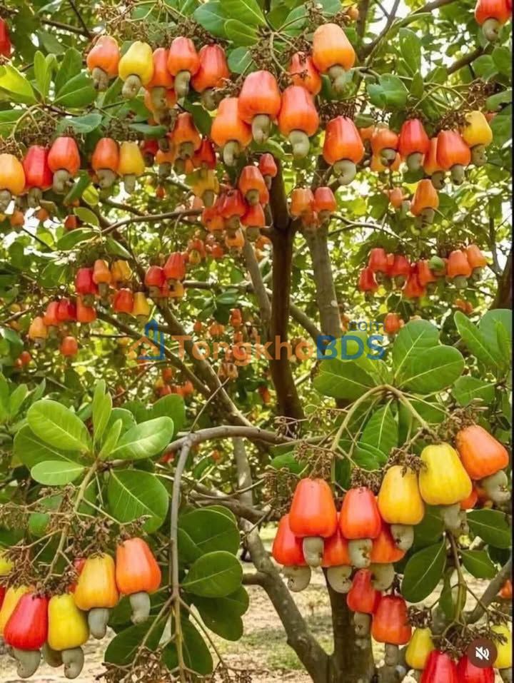 Đất nền Tiên Thuận Bến Cầu 722m² 1.95 tỷ - Sổ đỏ chính chủ