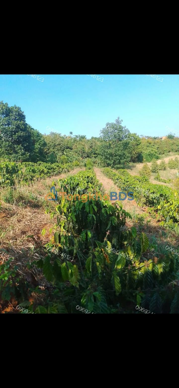 Đất vườn Gia Nghĩa 2ha giá 3,5 tỷ - Nghỉ dưỡng lý tưởng