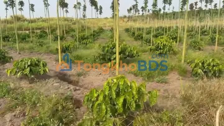 Đất nền Thôn 3 Thuận Hà 15.000m² 1,1 tỷ - Sổ đỏ chính chủ