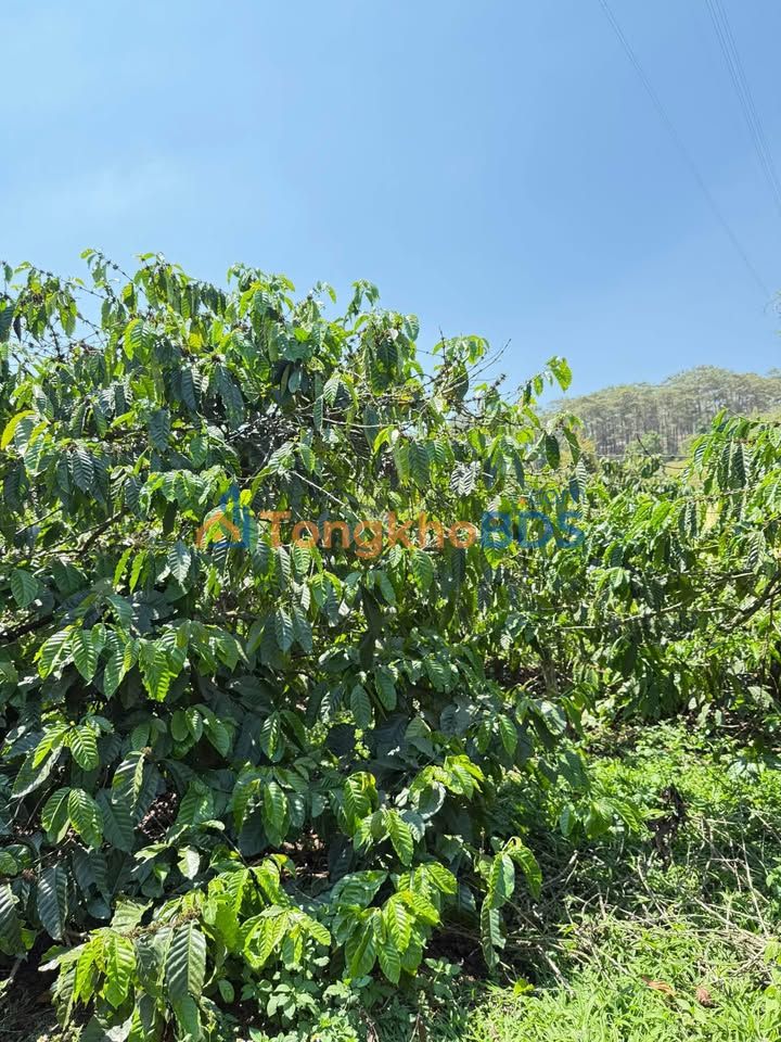 Farm Nghĩa Đức Gia Nghĩa 2.880m² – Sổ đỏ chính chủ, giá 750 triệu