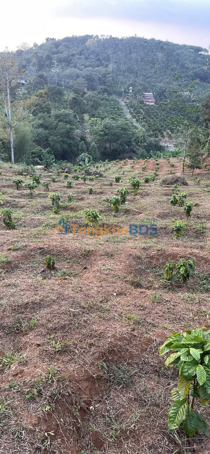 Đất nền Đắk Ru Đắk Nông 1.080m² 650tr - Đường to ô tô