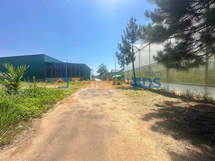 Farm Lộc Châu Bảo Lộc 1116m² giá 9.1 tỷ - Đầu tư dài hạn