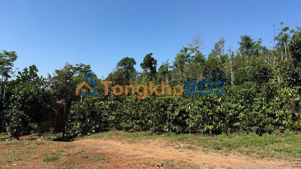 Trang trại Đắk Nia 1.5ha 2.8 tỷ - Sổ đỏ chính chủ