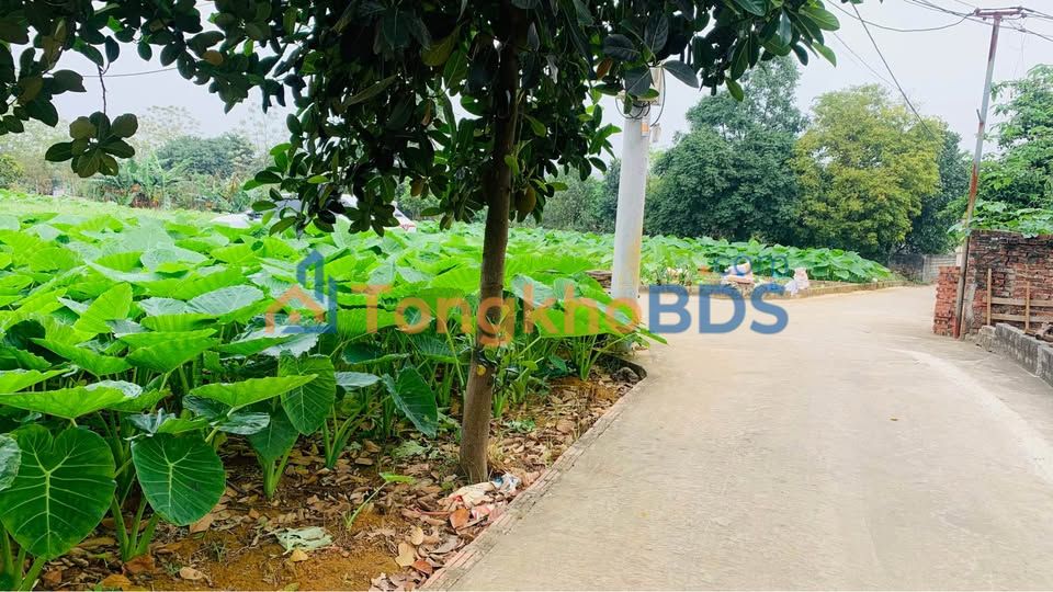 Đất nền Thôn Hòa Trúc Quốc Oai 124m2 2,6 tỷ - Sổ đỏ chính chủ