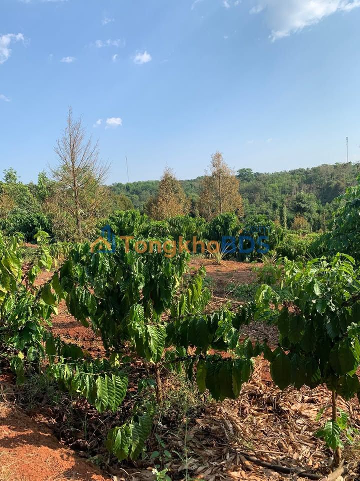 Farm Cư ÊBur Buôn Ma Thuột 2,3ha/7,5 tỷ - Sinh thái xanh