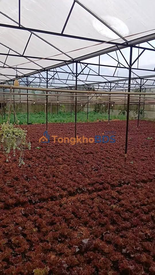 Farm Đường Đập 1 Phường 8 Đà Lạt 656m² giá 5.248 tỷ – Đầu tư dài hạn