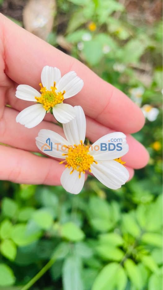 Đất Lê Ngọc Hân Hải Yên 90m² 2 tỷ - Hạ tầng hoàn thiện