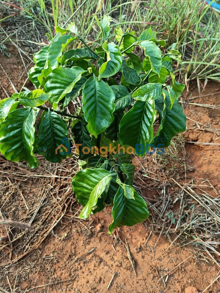 Đất thổ cư Trường Xuân 2520m² 700 triệu - Sổ đỏ chính chủ