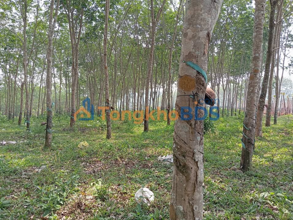 Đất vườn Di Linh 30000m² giá thỏa thuận - Sinh thái xanh