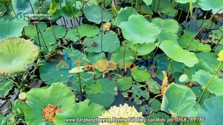 Nhà vườn Xuân Thới Sơn Hóc Môn 6362m² 54 tỷ - Sinh thái xanh