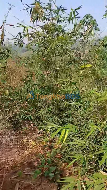 Đất cao su Đăk Long Kon Tum 1.2ha 400 triệu - Đầu tư dài hạn