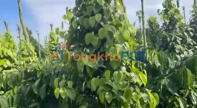 Farm Đức Minh Đắk Mil 720m² 3 tỷ - Nghỉ dưỡng lý tưởng