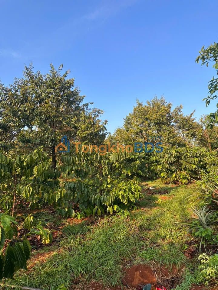 Farm Quảng Trực Tuy Đức 1,5ha 3,55 tỷ - Sổ đỏ chính chủ