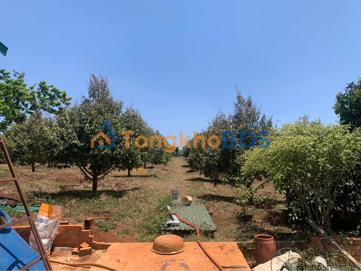 Đất vườn Tà Hine Lâm Đồng 4000m² 6 tỷ - Nghỉ dưỡng lý tưởng