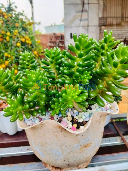 Đất xã Chukpo Ea Hleo 238m² 970tr - Xây dựng tự do