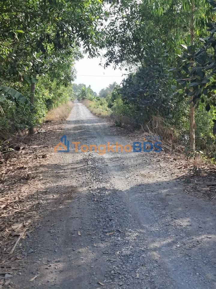 Đất ruộng Tân Bình Tân Thạnh 1,5ha 2,4 tỷ - Sổ đỏ chính chủ