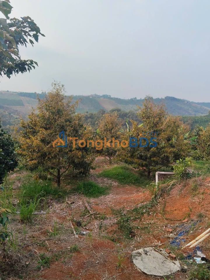 Đất rẫy Gia Nghĩa 3.3ha 5 tỷ - Đầu tư dài hạn