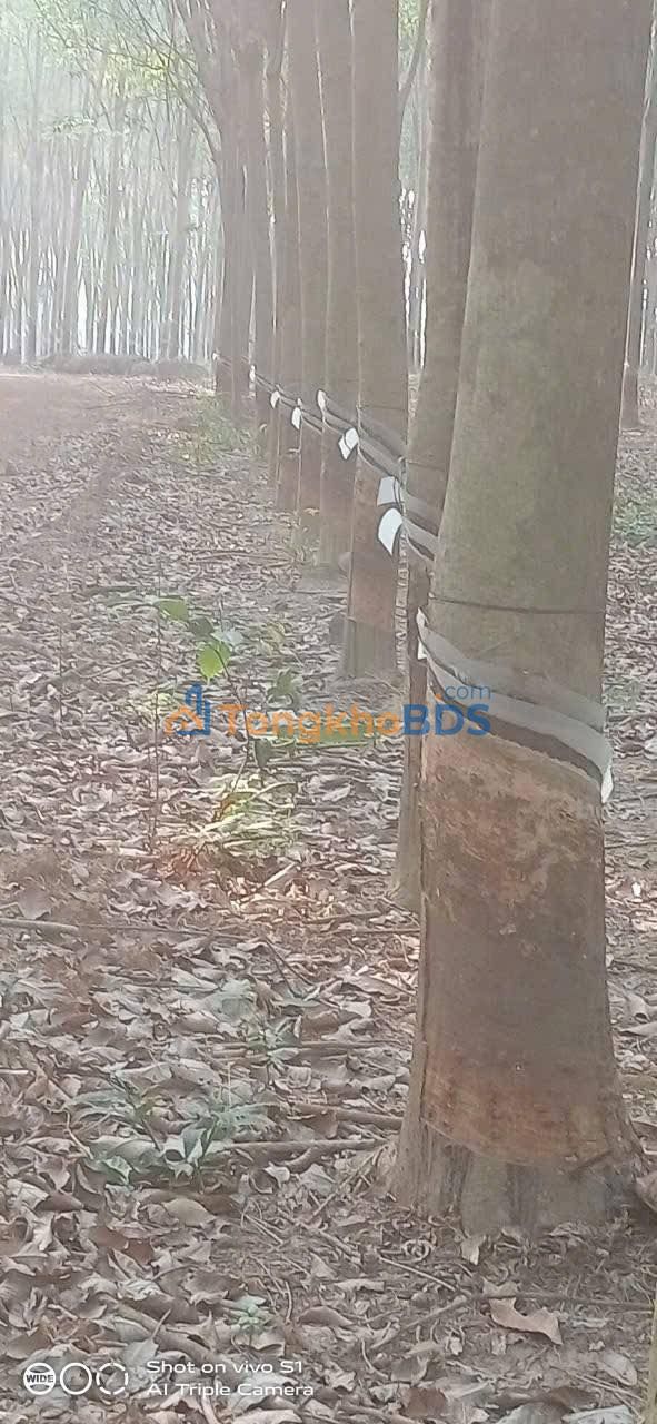 Đất vườn Tân Thành 1,9 ha Đồng Xoài - Đầu tư dài hạn