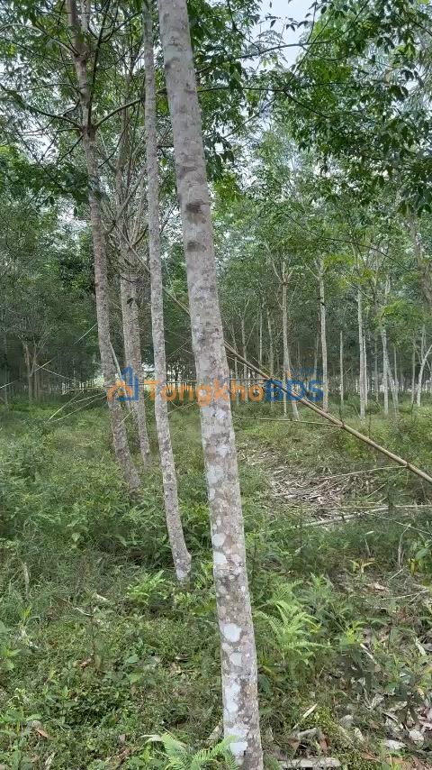 Đất cao su Quang Minh 1,9ha 2,4 tỷ - Tiềm năng tăng giá