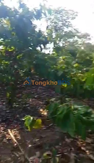 Đất nền Băng A Drênh 1440m² 0,4-0,499 tỷ - Hạ tầng hoàn thiện