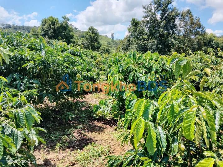 Farm Ia Ba Gia Lai 3492m² 1.95 tỷ - Sổ đỏ chính chủ