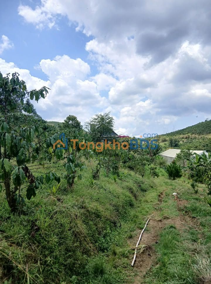 Đất vườn Lộc Châu Bảo Lộc 1.000m² 2.6 tỷ - An yên tĩnh lặng