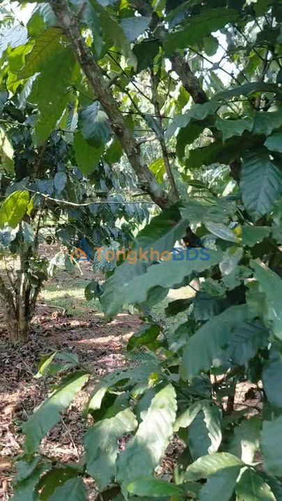 Đất vườn Lộc Ngãi Bảo Lâm 864m² 1.33 tỷ - Sinh thái xanh