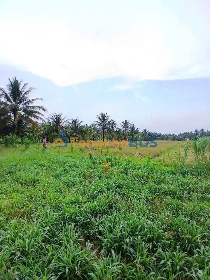 Đất nền Giồng Trôm Bến Tre 3.500m² 12.5 tỷ - Sổ đỏ chính chủ