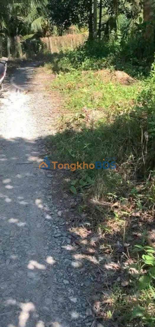 Đất vườn An Mỹ 4.000m² giá 800 triệu - Đầu tư dài hạn