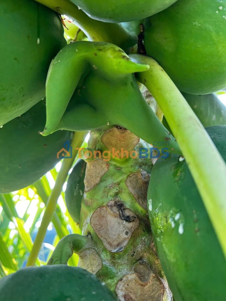 Đất nền Long Thuận Q9 75m² 320 triệu - Sổ đỏ chính