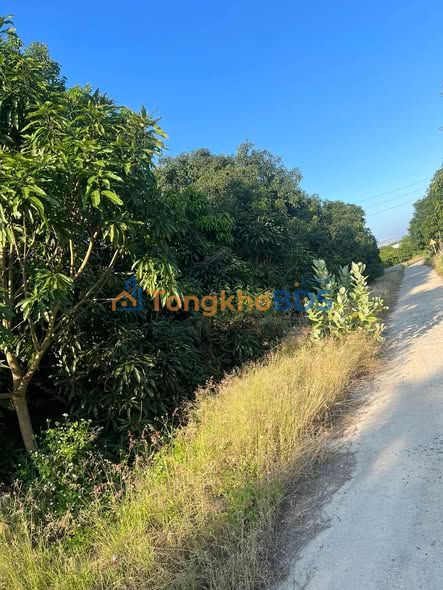 Đất vườn Cam Thành Bắc 4.000m² 5,556 tỷ - Giá đầu tư tốt