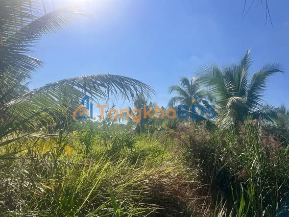 Đất Vang Quới Đông 4.400m² 1,35 tỷ - Giá tốt hiếm