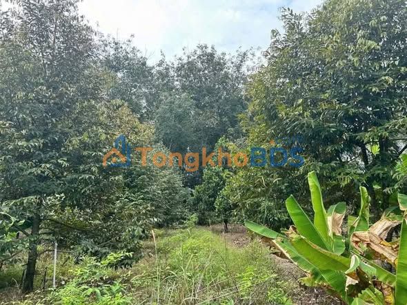 Đất vườn Tân Hiệp Phú Giáo 2.500m² 2.3 tỷ - Nghỉ dưỡng lý tưởng