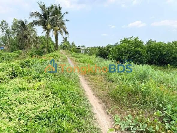 Đất vườn Thạnh Hòa Long An 11.859m² 8.3 tỷ - Sổ đỏ chính chủ