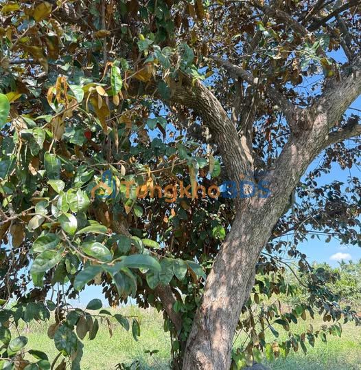 Đất nền Phú Xuân Krông Năng 1.800m² 1 tỷ - Tiềm năng tăng giá