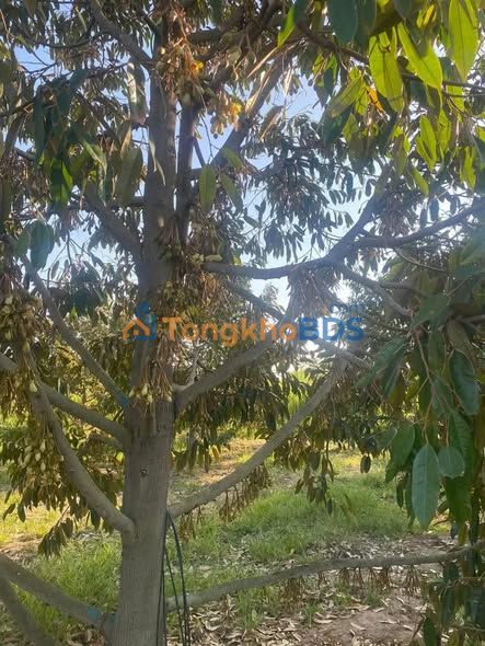 Farm Ea Ktur 1.6ha giá 2.59 tỷ - Đầu tư dài hạn
