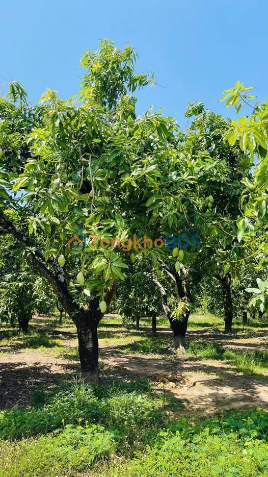 Farm Thanh Sơn, Định Quán 4.700m² giá 450tr - Đi tìm tương lai sinh lời