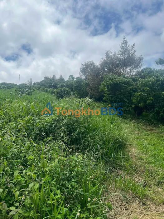 Đất Lộc Đức Bảo Lâm 1440m² giá 1.7 tỷ - Giá đầu tư tốt