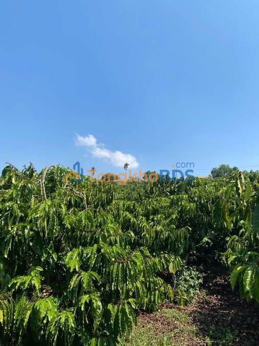 Đất Trần Quốc Toản Bảo Lộc 10.400m² 5.8 tỷ - Sổ đỏ chính chủ