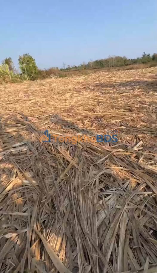 Đất vườn Hòa Khánh Buôn Ma Thuột 6.000m² 7,83 tỷ – Đường to ô tô