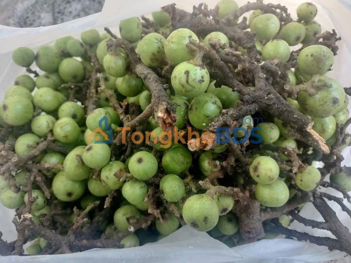 Đất nền Tân An Trảng Bom 360m² 1.85 tỷ - Đường to ô tô