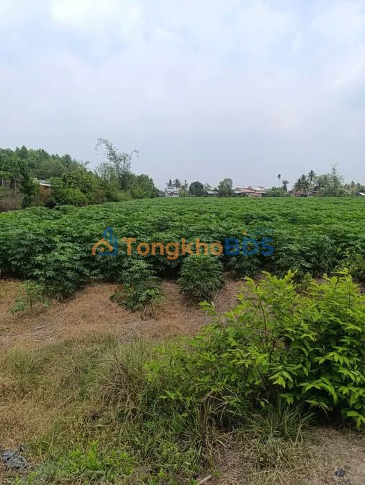 Đất Lộc Ninh Tây Ninh 1.000m² 400 triệu - Đường ô tô vào