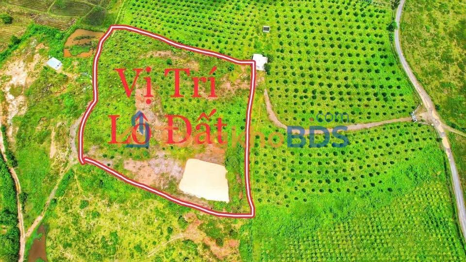 Đất vườn Ninh Hưng 1.4ha 1.95 tỷ - Đầu tư dài hạn