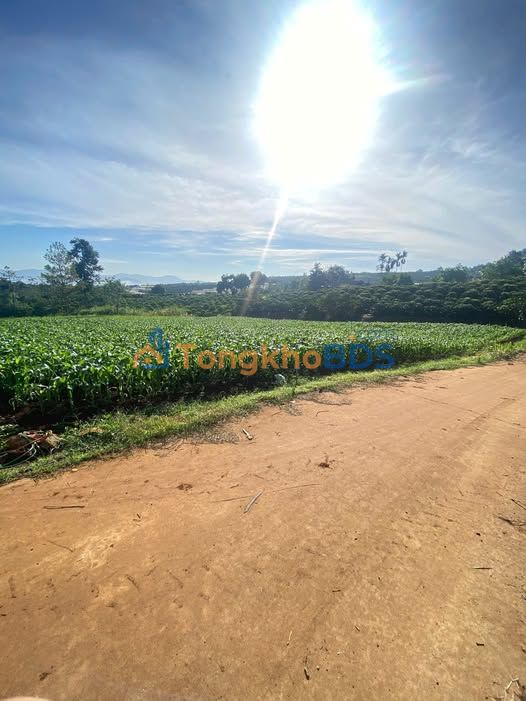 Đất nền Bình Chánh Tân Kiên 540m² 1.2 tỷ - Sổ đỏ chính chủ